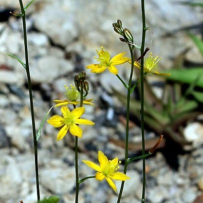 Bulbine mesembryanthemoides unspecified picture