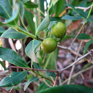 Alyxia spicata unspecified picture