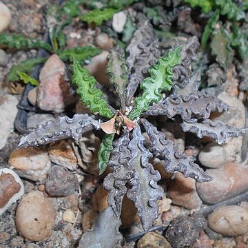 Euphorbia boiteaui var. spirosticha unspecified picture