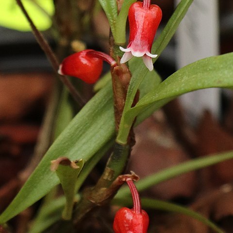 Mediocalcar paradoxum subsp. robustum unspecified picture