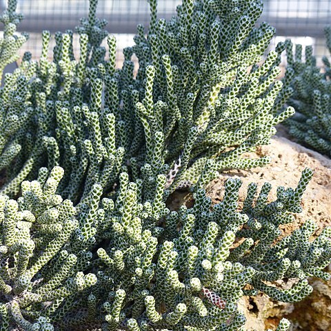 Ozothamnus coralloides unspecified picture