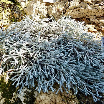 Ozothamnus depressus unspecified picture