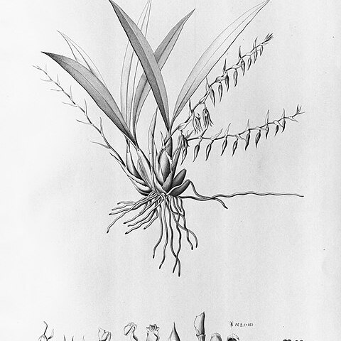 Gomesa gomezoides unspecified picture