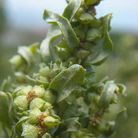 Atriplex repanda unspecified picture