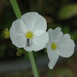 Sagittaria guayanensis unspecified picture