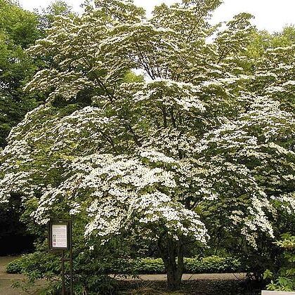 Cornus unspecified picture