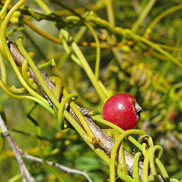 Cassytha ciliolata unspecified picture