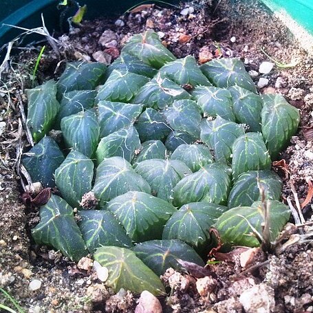 Haworthia cooperi var. pilifera unspecified picture