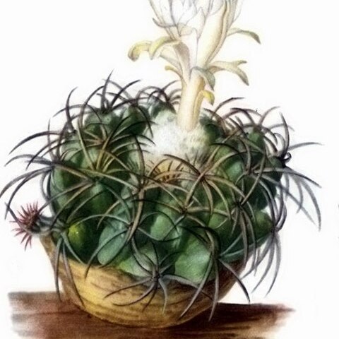 Discocactus bahiensis unspecified picture