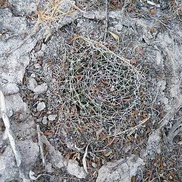 Mammillaria heyderi subsp. meiacantha unspecified picture