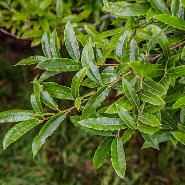 Quercus salicifolia unspecified picture