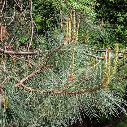 Pinus lawsonii unspecified picture