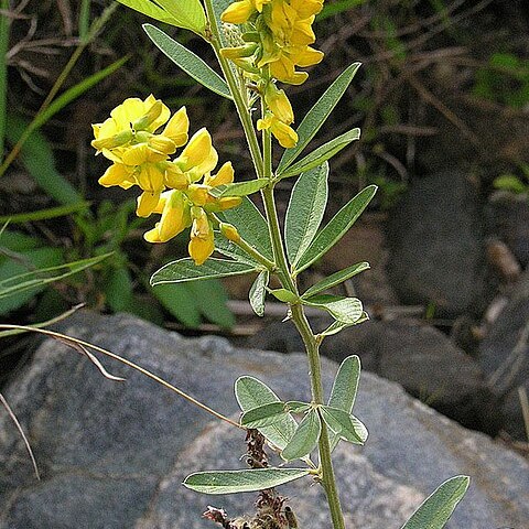 Eriosema psoraleoides unspecified picture