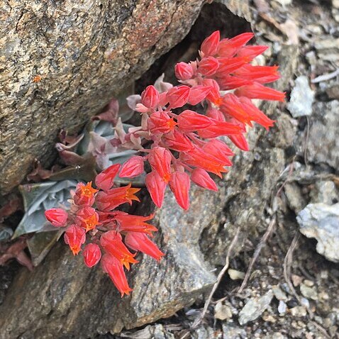 Dudleya cymosa subsp. pumila unspecified picture