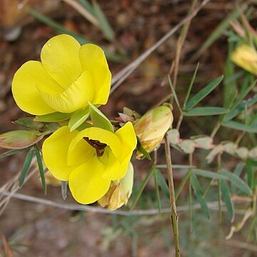 Chamaecrista desvauxii var. graminea unspecified picture