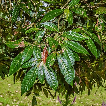 Quercus germana unspecified picture