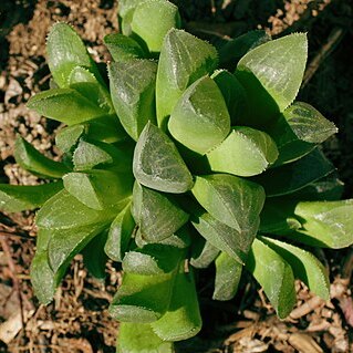 Haworthia cooperi var. truncata unspecified picture