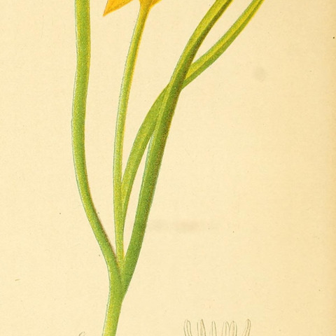 Tulipa iliensis unspecified picture