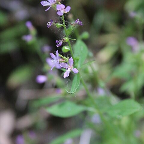 Clarkia heterandra unspecified picture