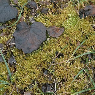 Calliergonella lindbergii unspecified picture