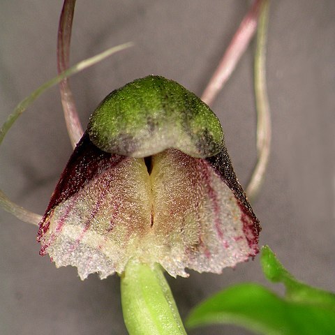 Corybas vitreus unspecified picture