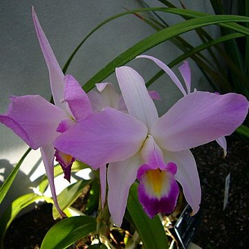 Laelia anceps subsp. anceps unspecified picture