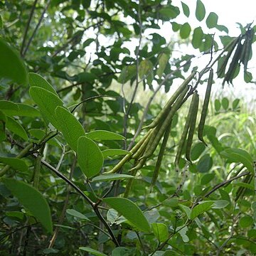 Indigofera garckeana unspecified picture