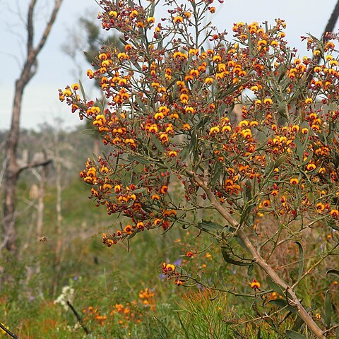 Daviesia horrida unspecified picture