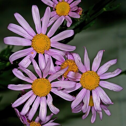 Senecio speciosissimus unspecified picture