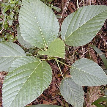 Urera glabra unspecified picture