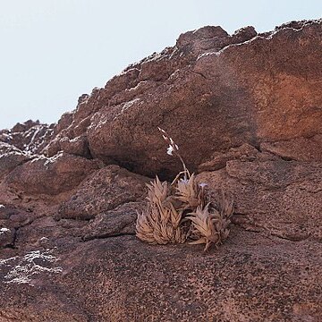 Tillandsia peiranoi unspecified picture