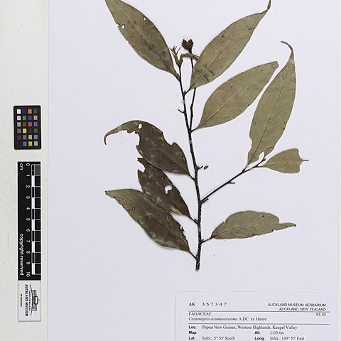 Castanopsis acuminatissima unspecified picture