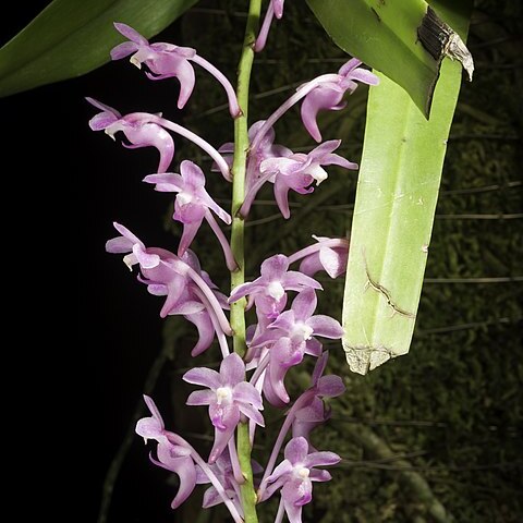 Aerides thibautiana unspecified picture