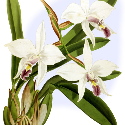 Laelia anceps subsp. dawsonii unspecified picture