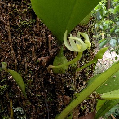 Bulbophyllum baileyi unspecified picture