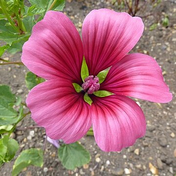 Malope unspecified picture