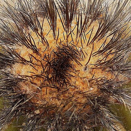 Uebelmannia pectinifera subsp. horrida unspecified picture