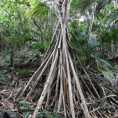 Pandanus forsteri unspecified picture