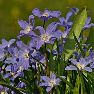 Scilla forbesii unspecified picture