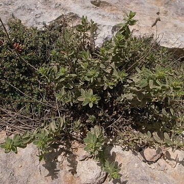 Chiliadenus unspecified picture