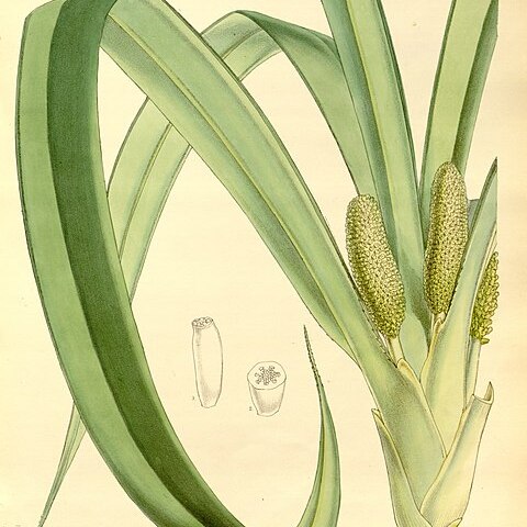 Freycinetia urvilleana unspecified picture