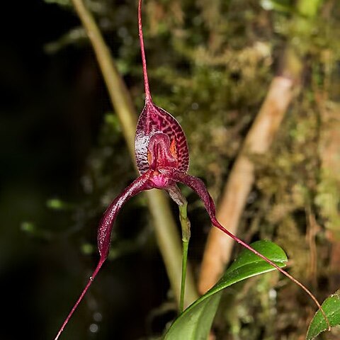 Masdevallia fasciata unspecified picture