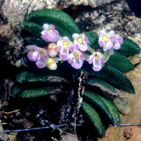 Schoenorchis unspecified picture