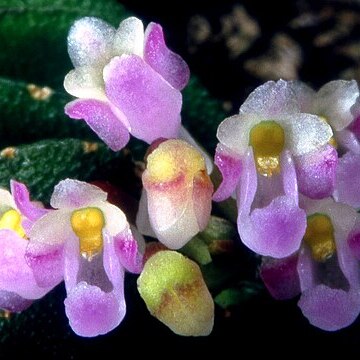 Schoenorchis seidenfadenii unspecified picture