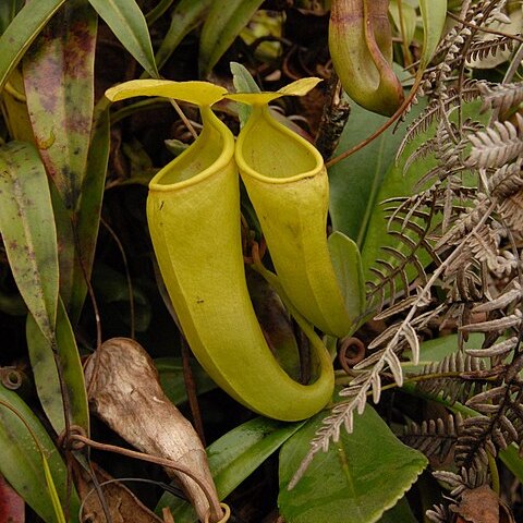 Nepenthes ceciliae unspecified picture