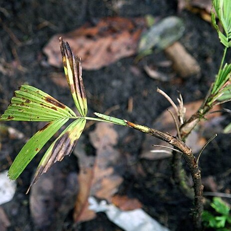 Reinhardtia gracilis var. rostrata unspecified picture