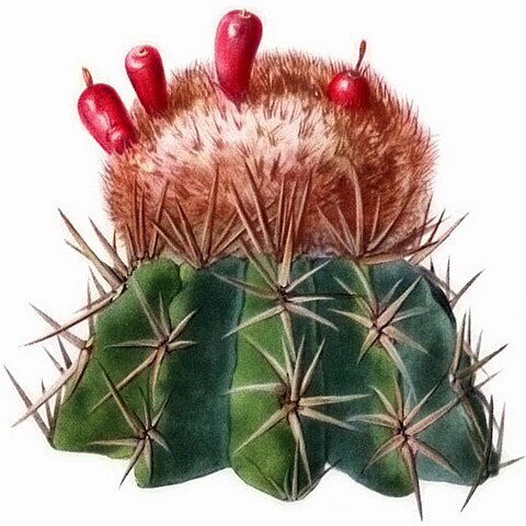 Melocactus lemairei unspecified picture