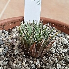 Haworthia decipiens var. minor unspecified picture