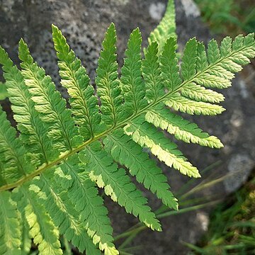 Dryopteris tyrrhena unspecified picture