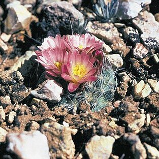 Pediocactus paradinei unspecified picture